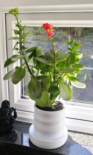 Ripple Plant Pot